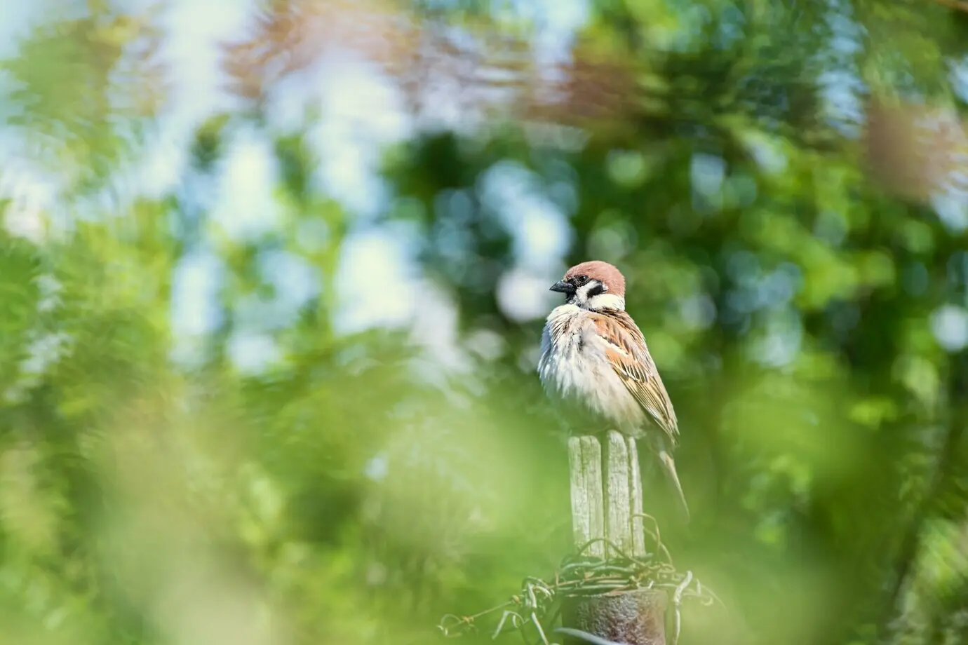 Ein lustiger kleiner Sperling sitzt im Frühling im Garten auf einem alten Holzzaun.
